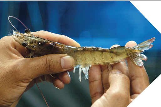 越南虾养殖基地